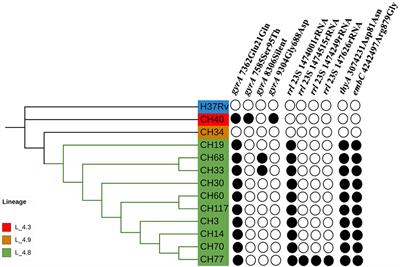 Genetic Diversity of Mycobacterium tuberculosis Isolates From an Amerindian Population in Chiapas, México